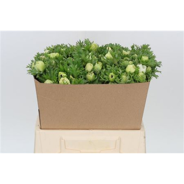 Anemones Co Mar Panda 38cm A1 Col-White