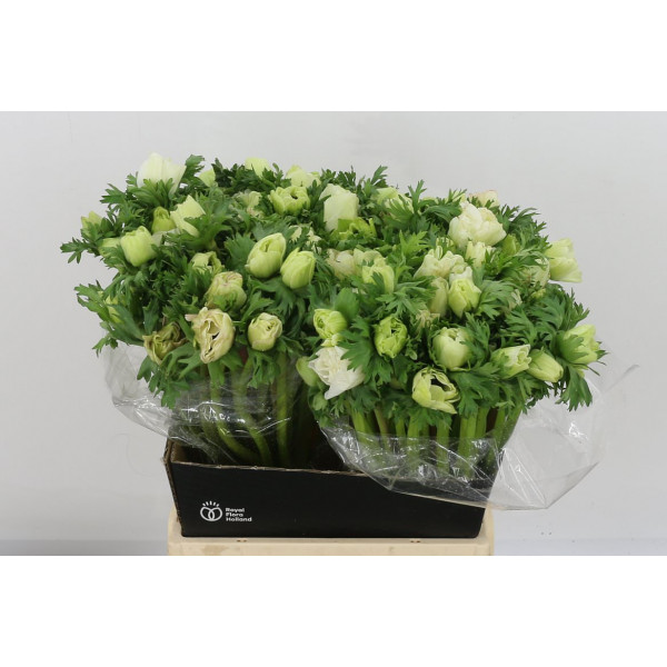 Anemones Co Mar Panda 45cm A1 Col-White