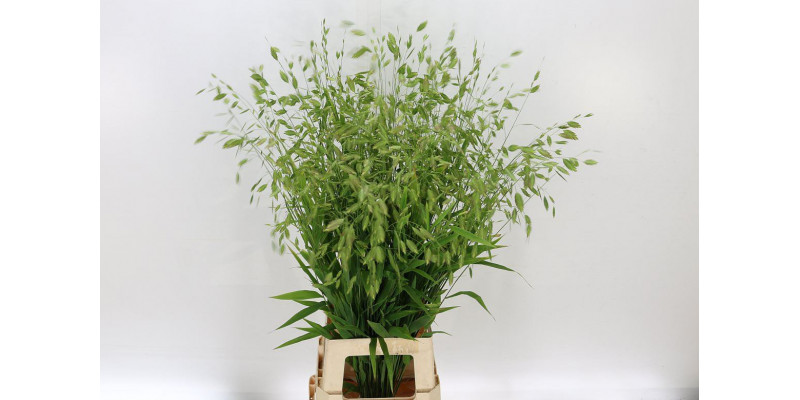 Siergr Chasmanthium Latifol 80cm A1 Col-Green