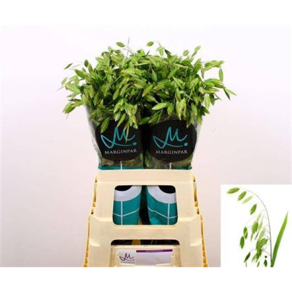 Siergr Chasmanthium Latifolium 70 cm A1