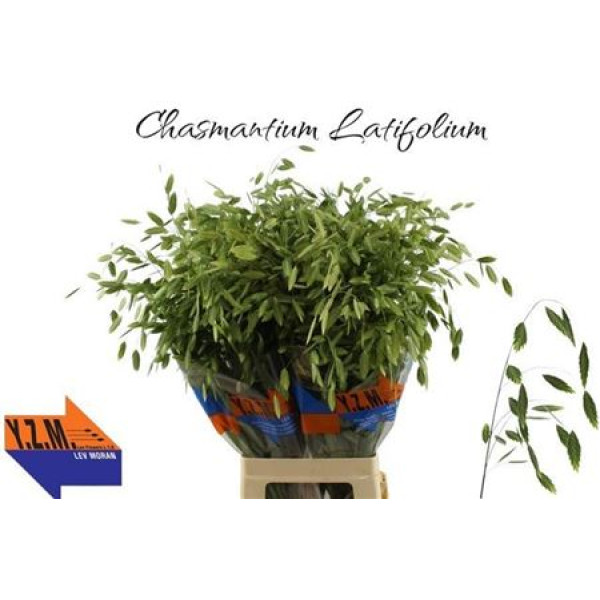 Siergr Chasmanthium Latifolium 80 cm A1