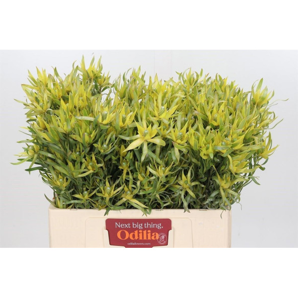 Leucadendron Pisa Spray 50 cm A1
