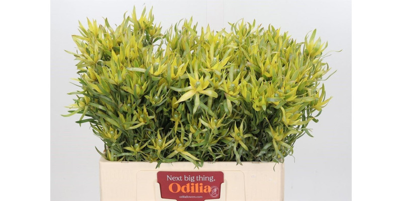 Leucadendron Pisa Spray 60 cm A1