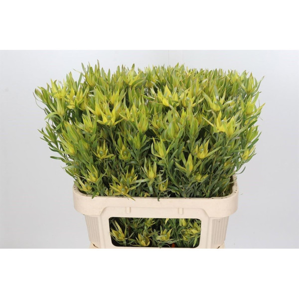Leucadendron Pisa Spray 70 cm A1