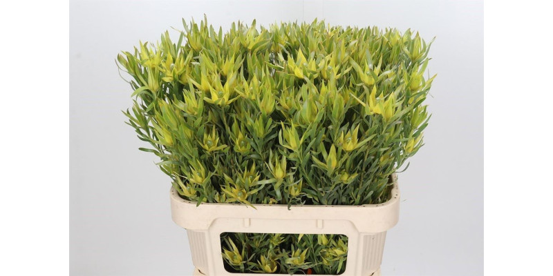 Leucadendron Pisa Spray 70 cm A1