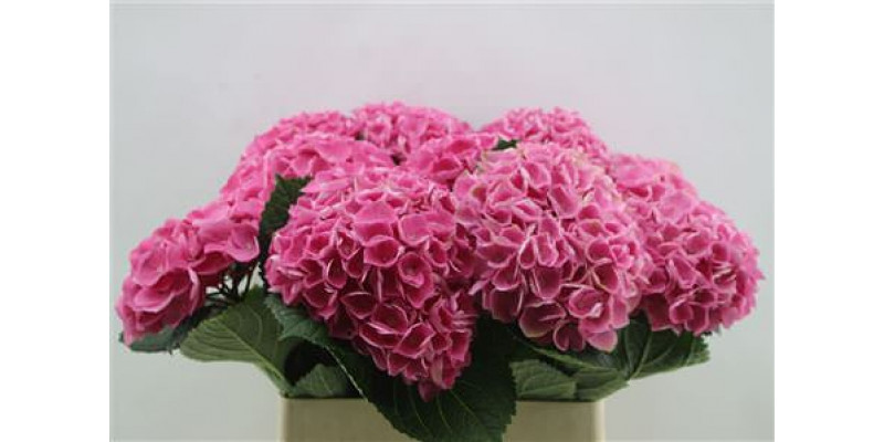 Hydrangea M Opal 80cm 80cm A1