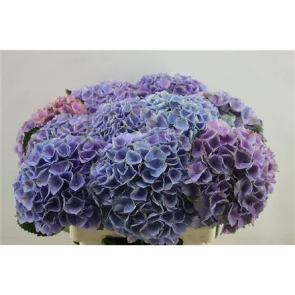 Hydrangea M Opal Milka  65cm A1