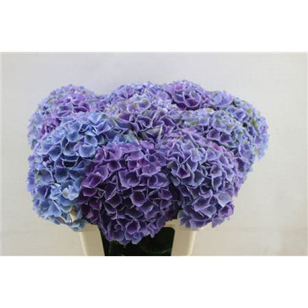 Hydrangea M Opal Milka  65cm A1