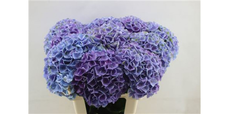 Hydrangea M Opal Milka  65cm A1