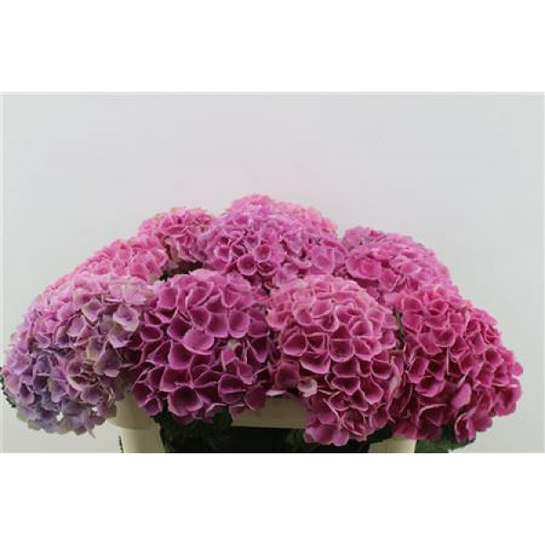 Hydrangea M Opal Pink 70-21 70cm A1