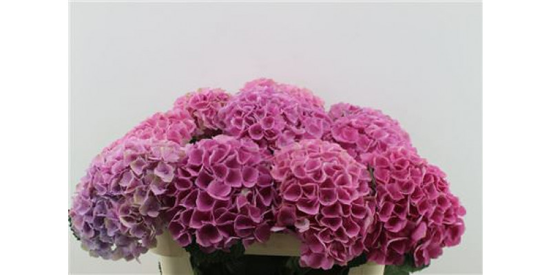 Hydrangea M Opal Pink 70-21 70cm A1