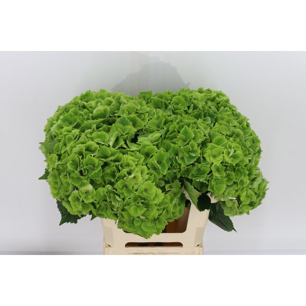 Hydrangea M Mag Emeral Cl 60cm A1 Col-Green