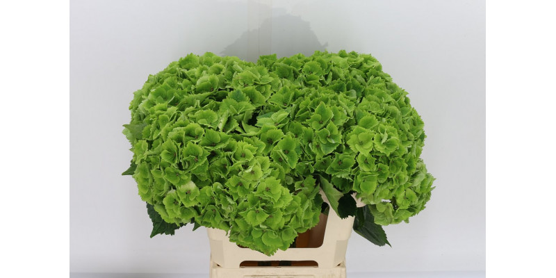 Hydrangea M Mag Emeral Cl 60cm A1 Col-Green