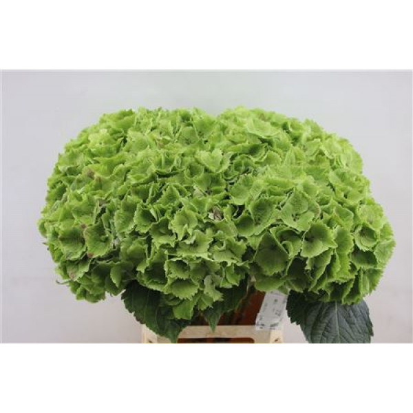 Hydrangea M Emerald Green Cl 60cm A1