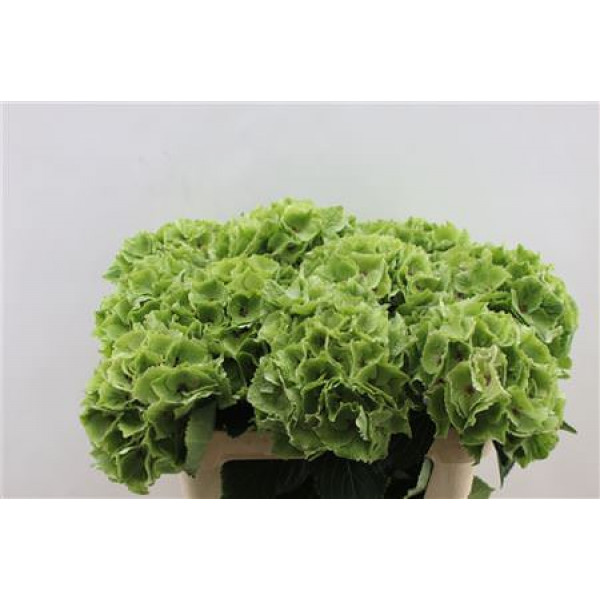 Hydrangea M Emerald Green Cl 75cm 75cm A1