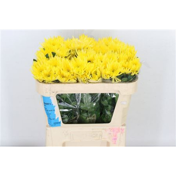 Chrysanthemums G Anast Sunny 70cm A1 Col-Yellow