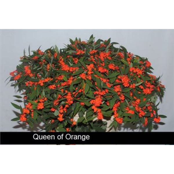 Euphorbia F T Queen Orang 75cm A1