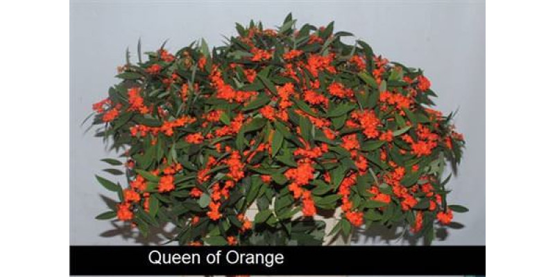 Euphorbia F T Queen Orang 75cm A1