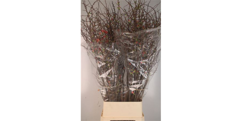 Chaenomeles Superba Ex 130cm A1