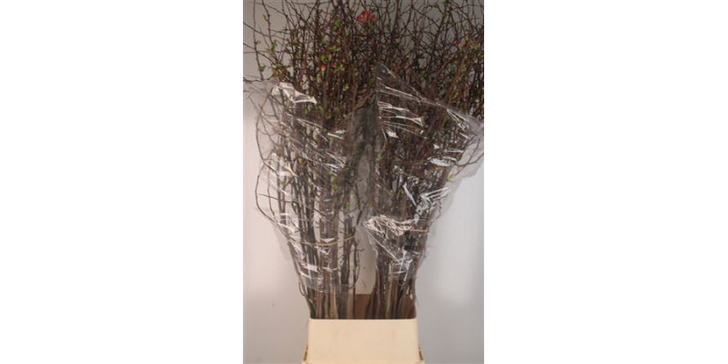 Chaenomeles Superba Ex 150cm A1