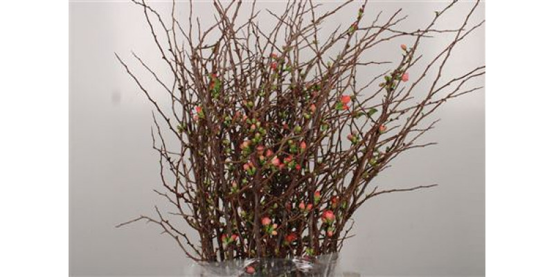 Chaenomeles Superba Ex 110cm A1