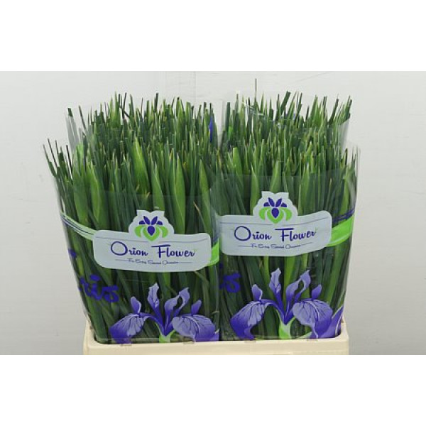 Iris Miss Saigon 64 cm A1