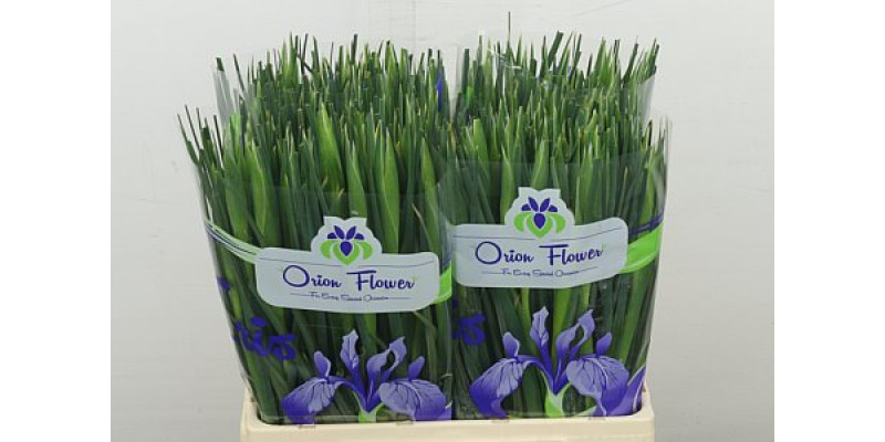 Iris Miss Saigon 64 cm A1