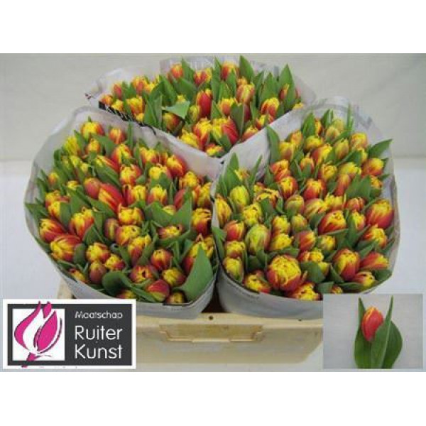 Tulips Du Cilesta 33cm A1 Col-Yellow Orange