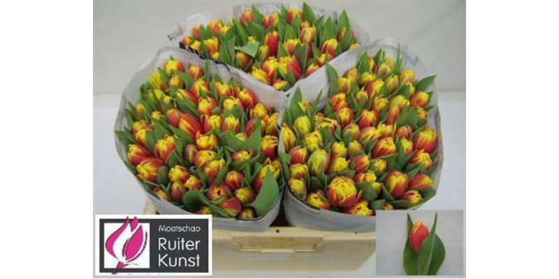 Tulips Du Cilesta 33cm A1 Col-Yellow Orange