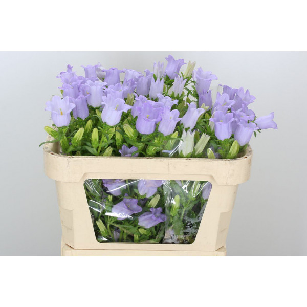 Camp M Champion Lave 70cm A1 Col-Lavender