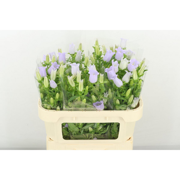 Camp M Champion Lave 70cm A1 Col-Lavender