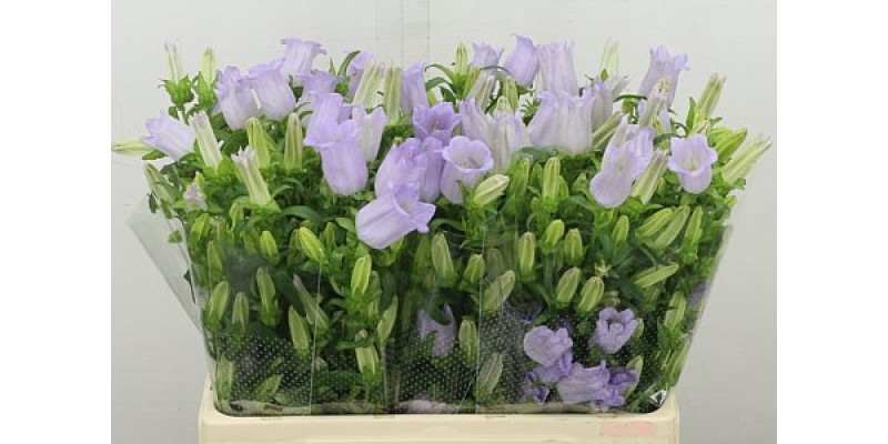 Camp M Champion Lavender 60 cm A1