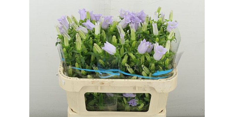 Camp M Champion Lavender 70 cm A1