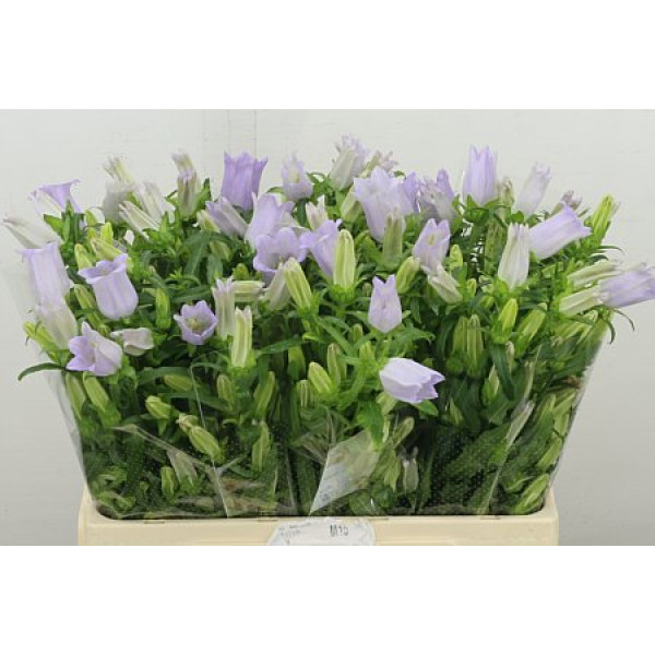 Camp M Champion Lavender 60 cm A1