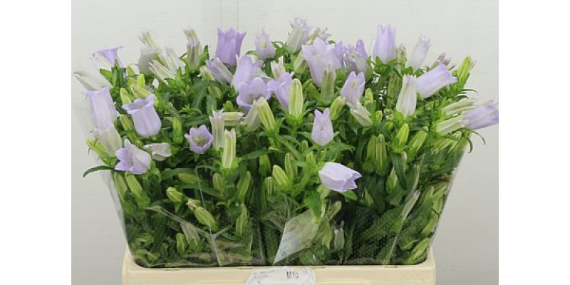 Camp M Champion Lavender 60 cm A1