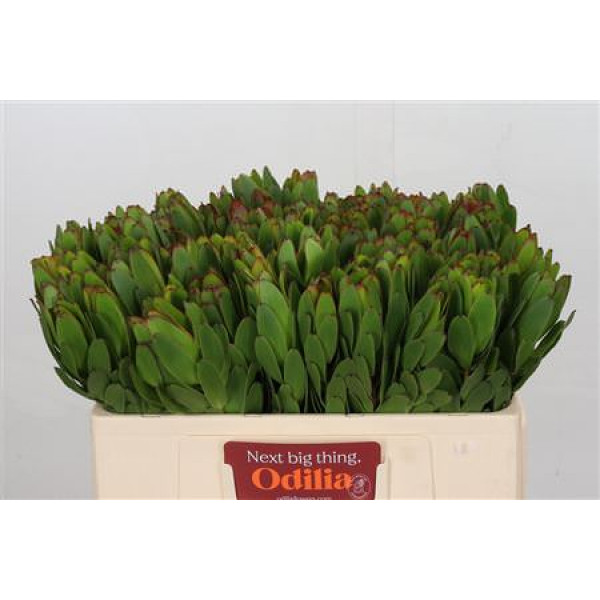 Leucadendron Goldstrike 50cm A1