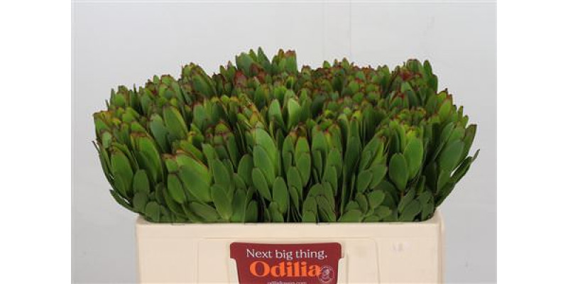 Leucadendron Goldstrike 50cm A1