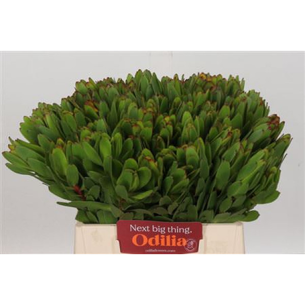 Leucadendron Goldstrike 40cm A1