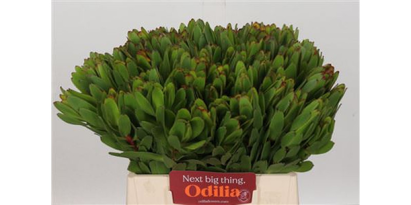 Leucadendron Goldstrike 40cm A1