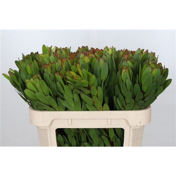 Leucadendron Goldstrike 70cm A1