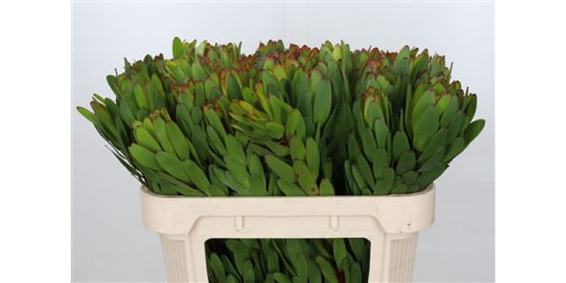 Leucadendron Goldstrike 70cm A1