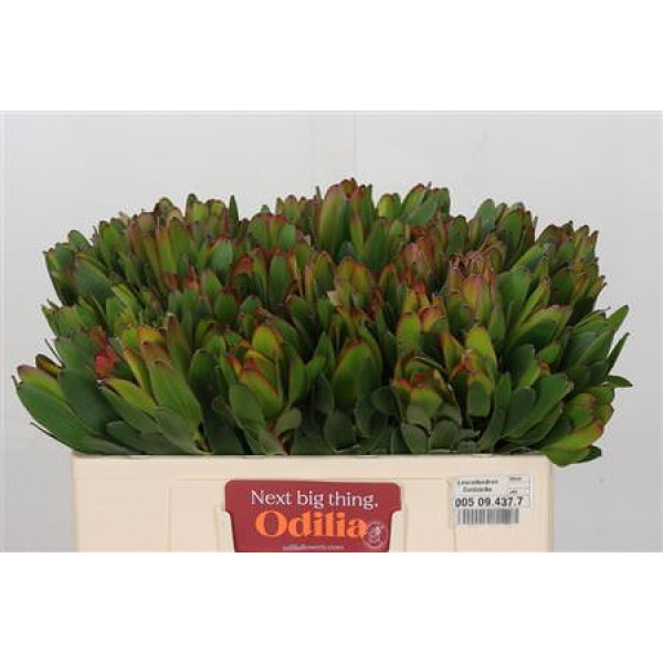 Leucadendron Goldstrike 50cm A1