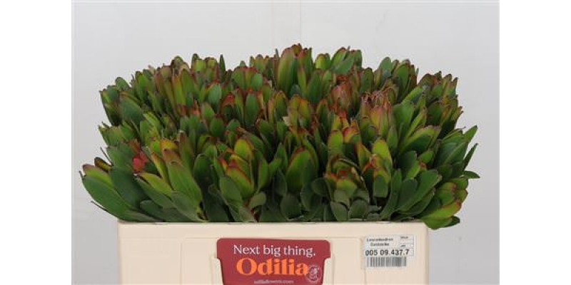 Leucadendron Goldstrike 50cm A1