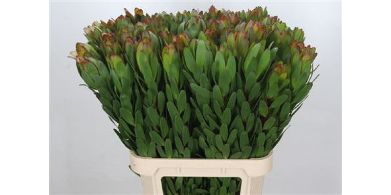 Leucadendron Goldstrike 90cm A1