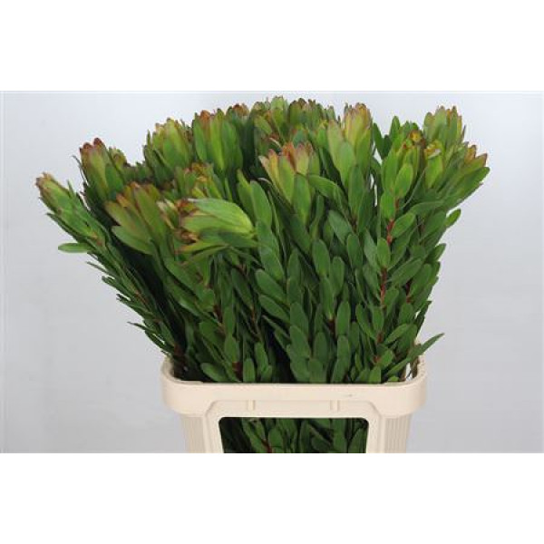 Leucadendron Goldstrike 90cm A1