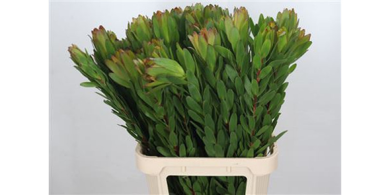 Leucadendron Goldstrike 90cm A1