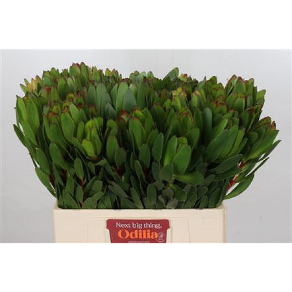 Leucadendron Goldstrike 60cm A1