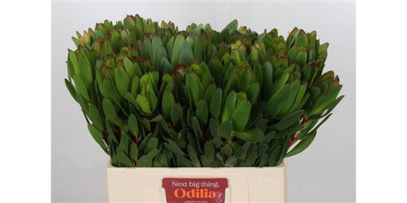 Leucadendron Goldstrike 60cm A1