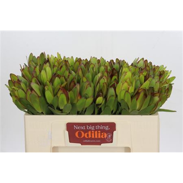 Leucadendron Goldstrike 50 cm A1