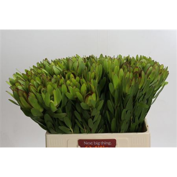 Leucadendron Goldstrike 60 cm A1